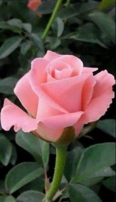 Ramo Funerario 7 Rosas Rosadas, Rosas para el Tanatorio, Ramo de Flores para dar Condolencias, Ramos Funerarios para Sevilla, Flores para Difuntos